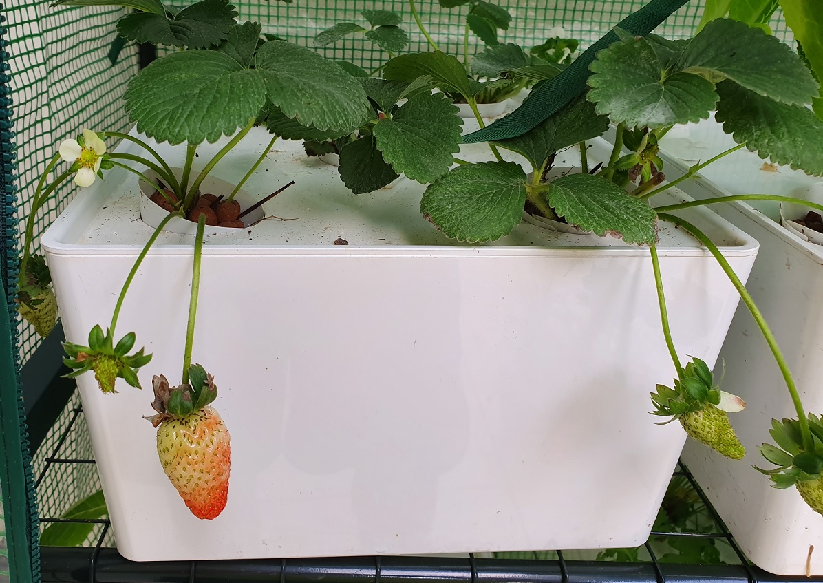 Hydroponic-Strawberries