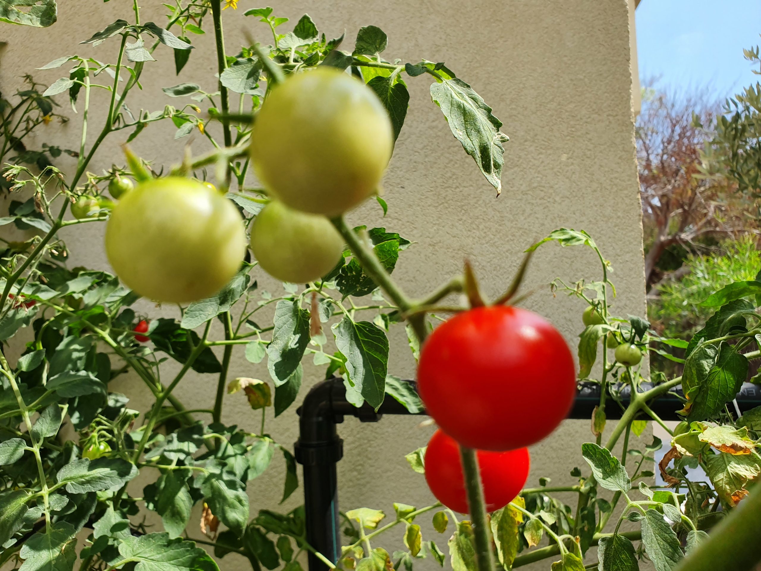 Hidroponic cherry tomatos