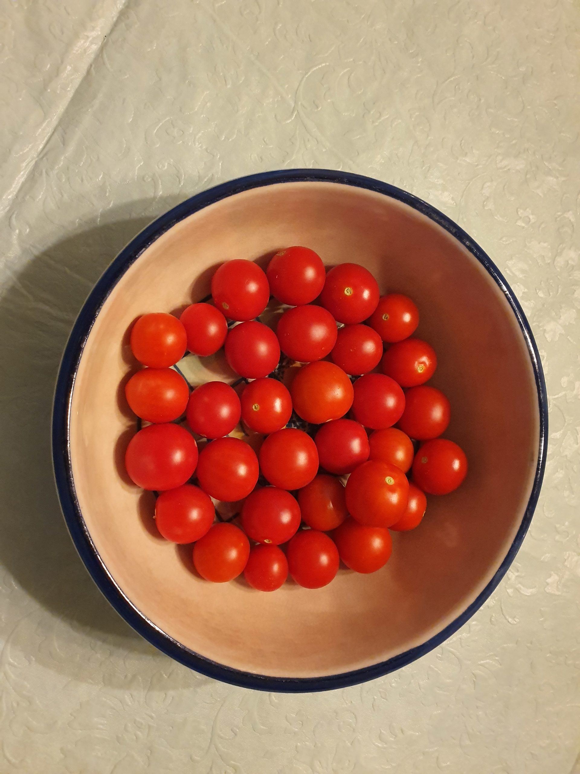 Hydroponic cherry tomatoes harvesting