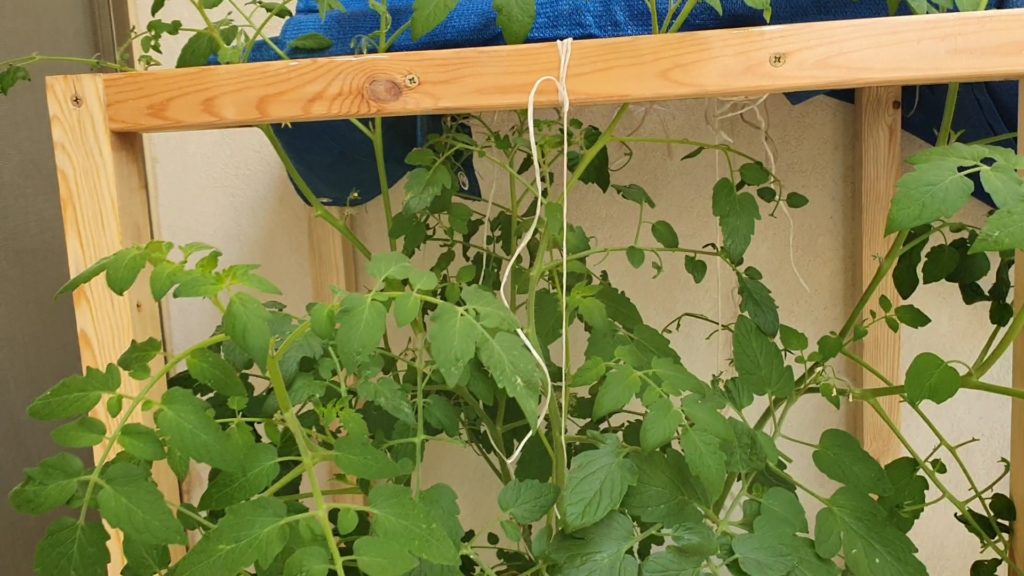 Plant Support
