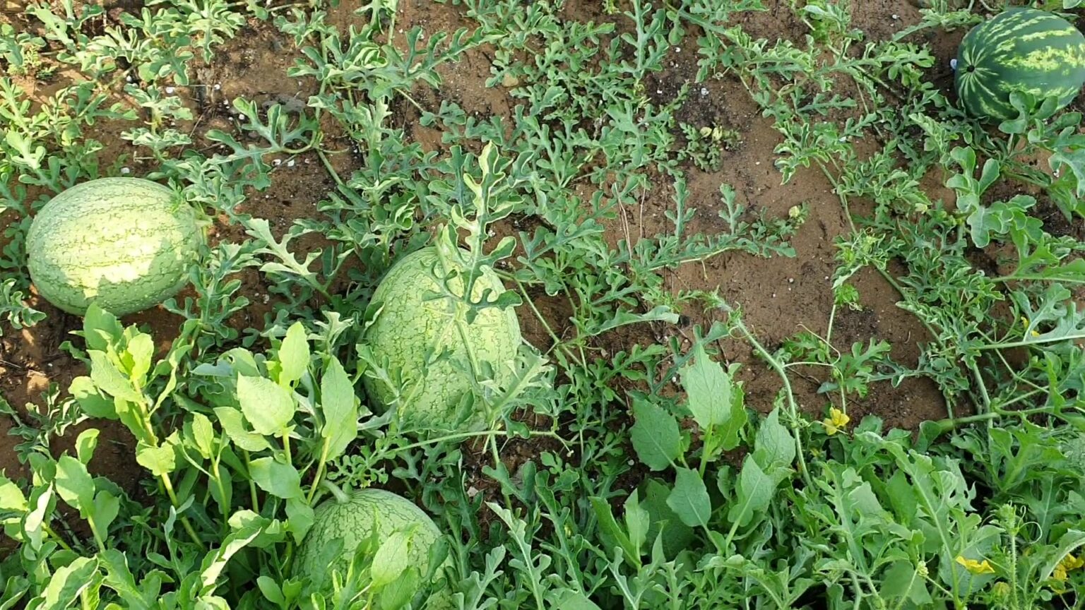 Soil vs. Hydroponic Growing Watermelons Hydroponics Zone