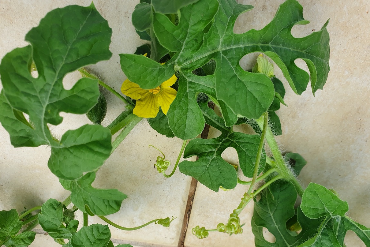 Growing Watermelons Hydroponically Failure Hydroponics Zone